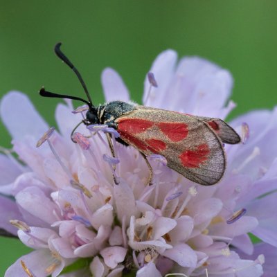Zygaena loti (vřetenuška kozincová), PP Černice