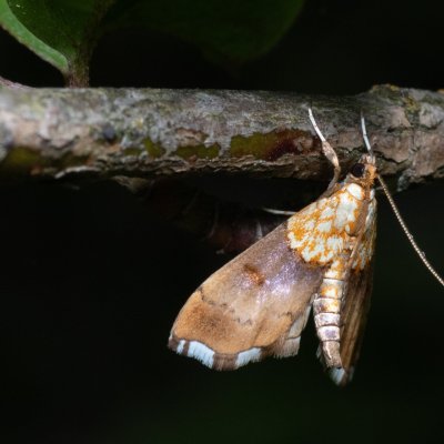 Agrotera nemoralis (zavíječ hajní), Hády