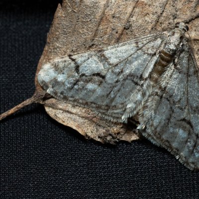 Agriopis leucophaearia (tmavoskvrnáč dubový), Žebětín