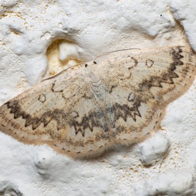 Cyclophora annularia (očkovec javorový), SK, Súľov-Hradná