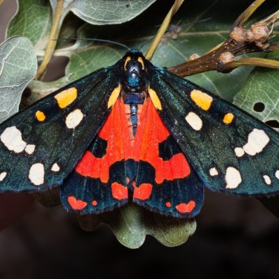 Callimorpha dominula (přástevník hluchavkový), Žebětín