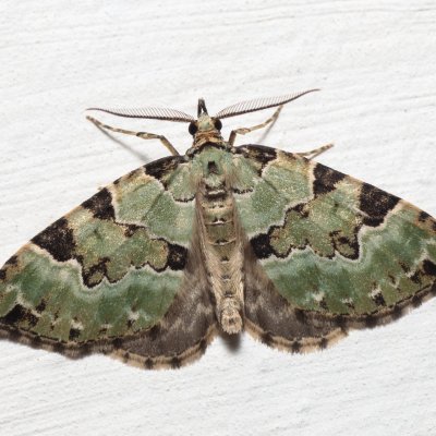 Colostygia pectinataria (píďalka zelená), Lužná