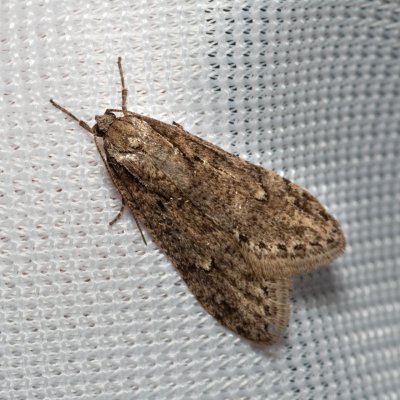 Semioscopis avellanella (plochuška lísková), Ždánický les