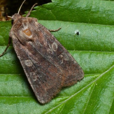 Cerastis leucographa (osenice jívová), Podkomorské lesy, Kopeček