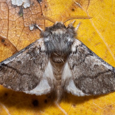 Thaumetopoea processionea (bourovčík toulavý), Hrabětice