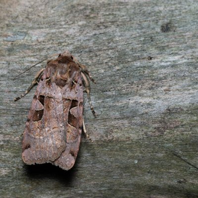 Xestia triangulum (osenice trojúhlá), Nebovidy