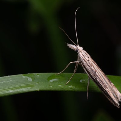 Ypsolopha mucronella (-), NPP Pouzdřanská step - Kolby