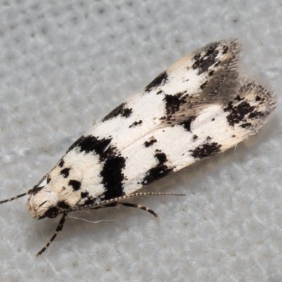 Pseudotelphusa scalella (makadlovka lišejníková), PP Kavky