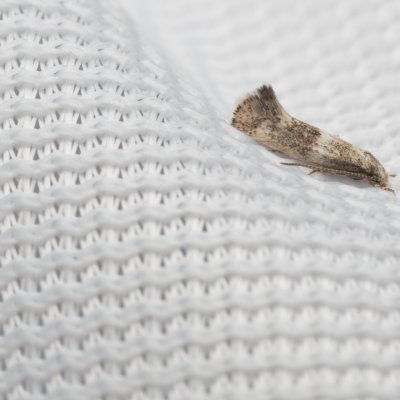 Elachista squamosella (-), Hády