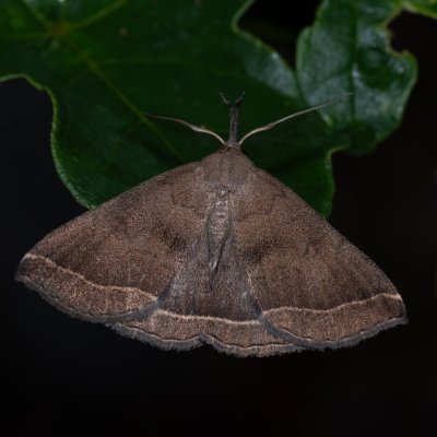 Polypogon plumigeralis (žlutavka hnědopásná), HR, Jablanac