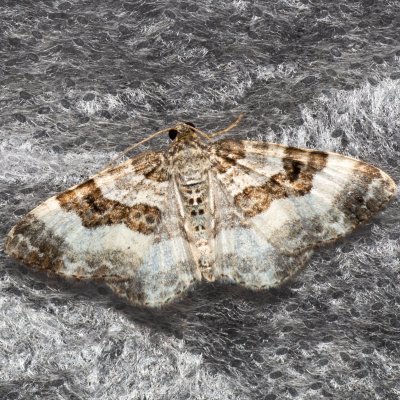 Epirrhoe rivata (píďalka širokopruhá), Březina