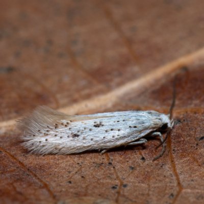 Elachista dispunctella (-), PP Na cvičišti