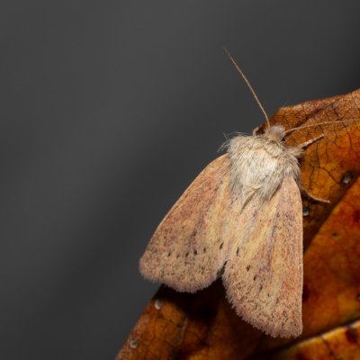 Denticucullus pygmina (travařka bažinná), Henčov