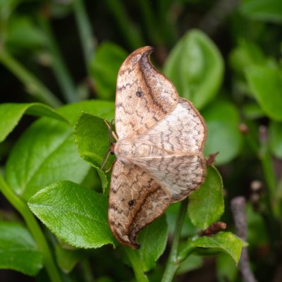 Drepana falcataria (srpokřídlec vrbový), NPR Radostínské rašeliniště