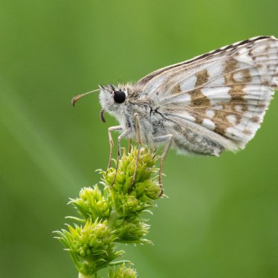 Pyrgus carthami (soumračník proskurníkový), PP Černice