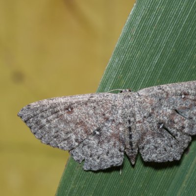 Cyclophora pendularia (očkovec tmavý), mokřad u Sedlece