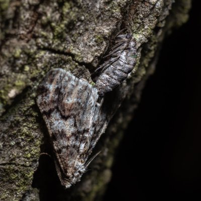 Agriopis leucophaearia (tmavoskvrnáč dubový), Žebětín