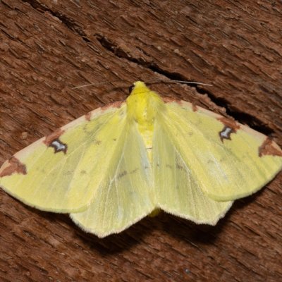 Opisthograptis luteolata (zejkovec hlohový), PR Kamenný vrch