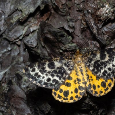 Arichanna melanaria (různorožec borůvkový), NPR Radostínské rašeliniště