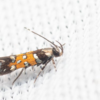 Stagmatophora heydeniella (-), NPP Na Adamcích