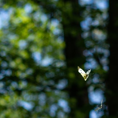 Pieris brassicae (bělásek zelný), Hornek