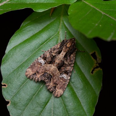 Mesapamea secalis/secalella (šedavka/přehlížená), Žebětín