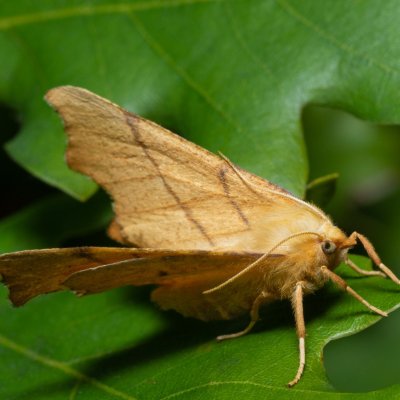 Ennomos erosaria (zejkovec lipový), PP Kavky