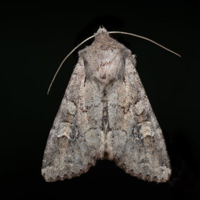 Apamea sordens (šedavka obilná), NPP Na Adamcích