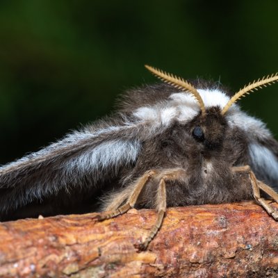 Saturnia pavoniella (martináč podobný), Devět křížů