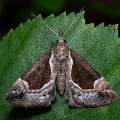 Hypena crassalis (zobonosec borůvkový), NPR Radostínské rašeliniště