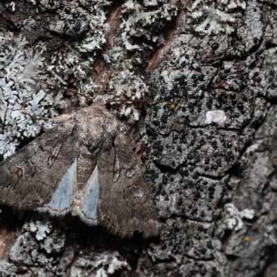 Evisa schawerdae (-), HR, Jablanac