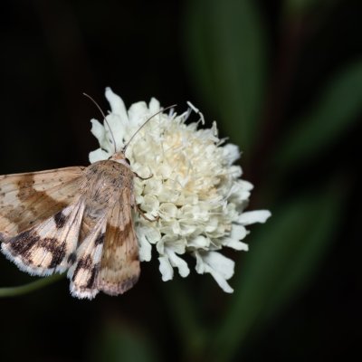 Heliothis adaucta (-), PP Na cvičišti