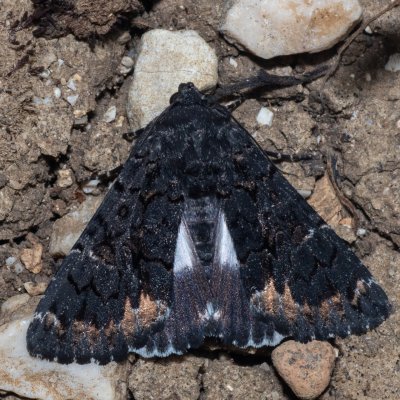 Catephia alchymista (hnědopáska alchymista), GR, Arakli, Korfu