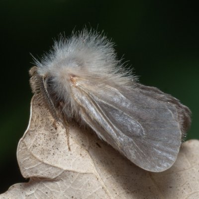 Megalophanes sp., PR Kamenný vrch