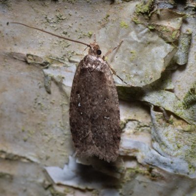 Agonopterix heracliana (plochuška bolševníková), Henčov