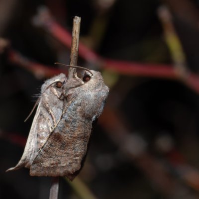 Orthosia incerta (jarnice březnová), PP Člupy