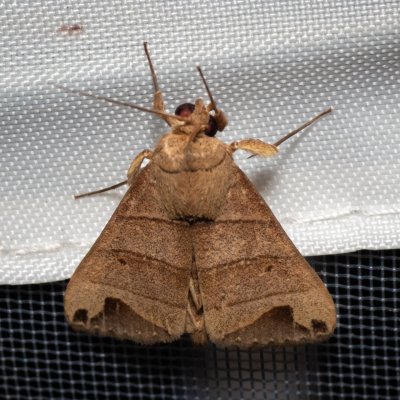 Bocula sp., TH, Khao Sok