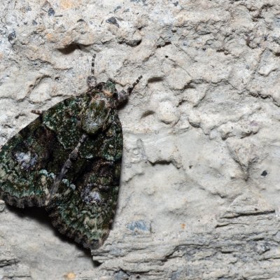 Cryphia algae (šípověnka lipová), HR, Krasno