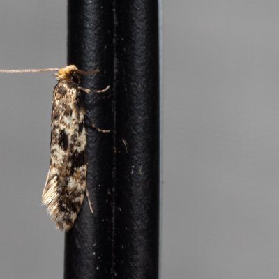 , NPR Radostínské rašeliniště