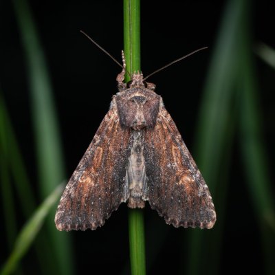 Apamea crenata (šedavka lemovaná), PP Prameniště Pohořského potoka
