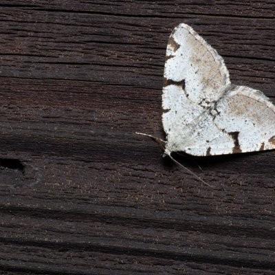 Macaria wauaria (kropenatec rybízový), SK, Štôla