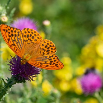Argynnis paphia (perleťovec stříbropásek), Hády