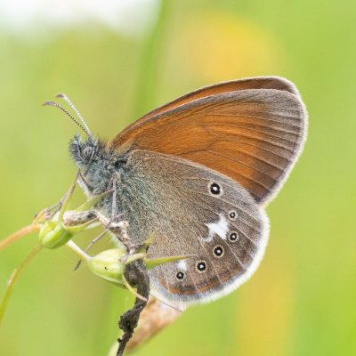 Coenonympha glycerion (okáč třeslicový), SK, Štôla