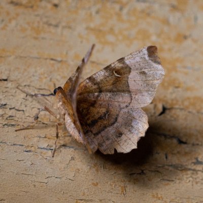 Selenia tetralunaria (zejkovec čtyřměsíčný), SK, Štôla