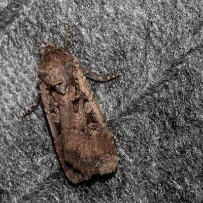 Euxoa obelisca (osenice stepní), Hornek