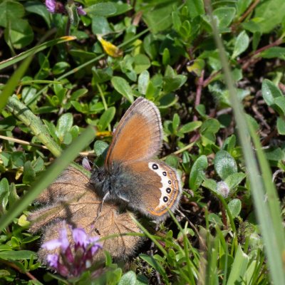 Coenonympha gardetta (okáč alpský), IT, Pfelders - Plan, Jižní Tyrolsko