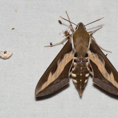 Hyles gallii (lišaj svízelový), PP Skalky u Sedlece