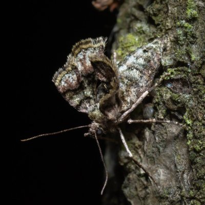 Agriopis marginaria (tmavoskvrnáč habrový), Žebětín
