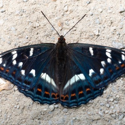 Limenitis populi (bělopásek topolový), IT, San Leonardo, Jižní Tyrolsko