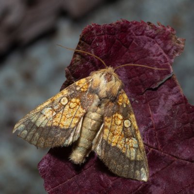 Gortyna flavago (šedavka diviznová), PP Střelická bažinka